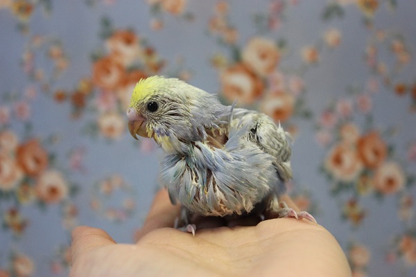 個性的で魅力たっぷり♩セキセイインコ(レインボー)ヒナちゃん💙💛