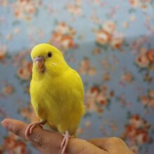 眩しいお色に一目惚れ💛セキセイインコ(ルチノー)