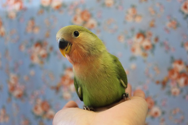 このかわいさ､たまらない❤️ノーマル コザクラインコ❤️