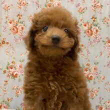 アピール上手！プードルくんいるよ！