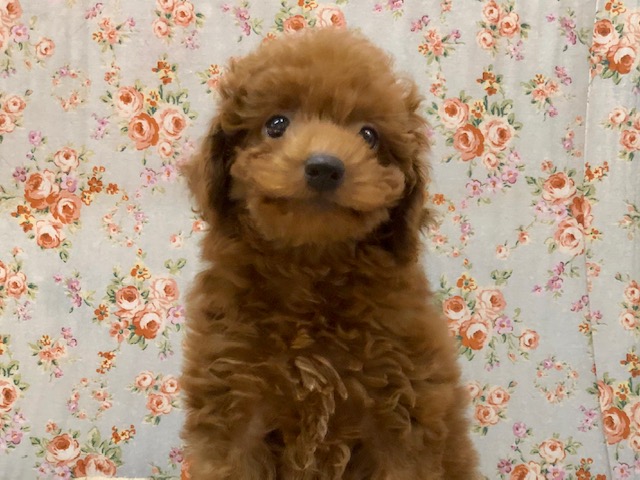 アピール上手！プードルくんいるよ！