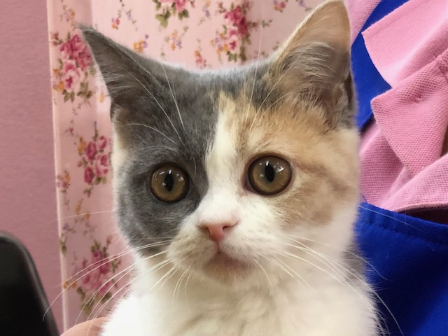 最新動画・画像あり！足長さんなマンチカンちゃんきたよ！