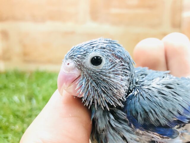 マメと言えばこのカラーは定番　マメルリハインコ　ブルー　Ｒ５　１／１９撮影
