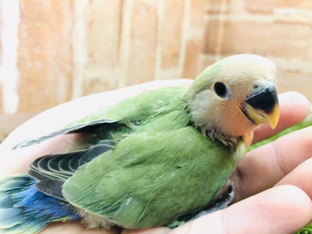 キュートなお顔です☆　コザクラインコのノーマルカラー　2023.1/13撮影