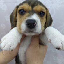 もってりボディに激キュン☆ビーグル・女の子！