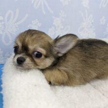 おなか出しごろり～ん☆チワワ・男の子！