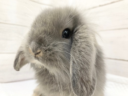 ロップイヤーラビット　マイペースなもふもふさん！