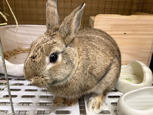 最新画像！ドワーフラビット（チェスナット）　男の子　元気いっぱいな子です！