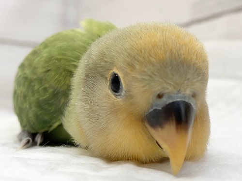 最新画像！オレンジのお顔が素敵だねっ🌻　コザクラインコ(オレンジフェイスオパーリン)