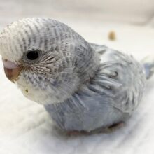 ジャンボセキセイインコ（スパングル）　成長が楽しみです！
