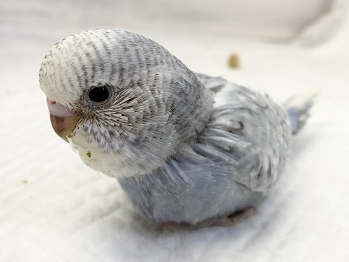 ジャンボセキセイインコ（スパングル）　成長が楽しみです！