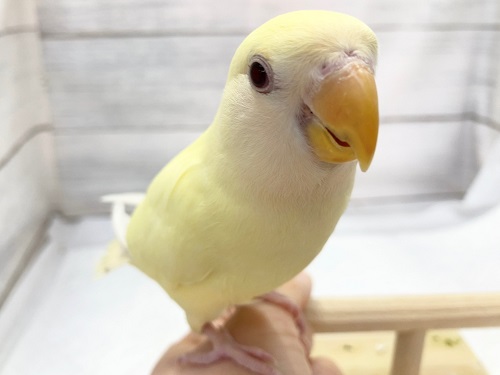 最新画像です！とろける色合い～🍯　コザクラインコ(クリームルチノー)