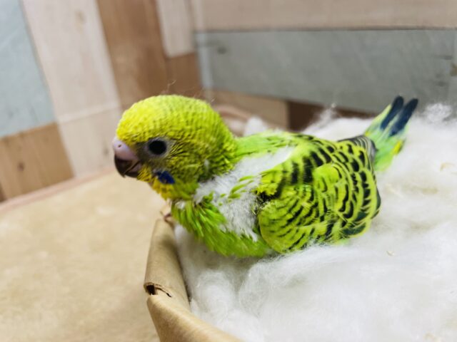 セキセイと言えばの人気カラー！セキセイインコのオパーリン！