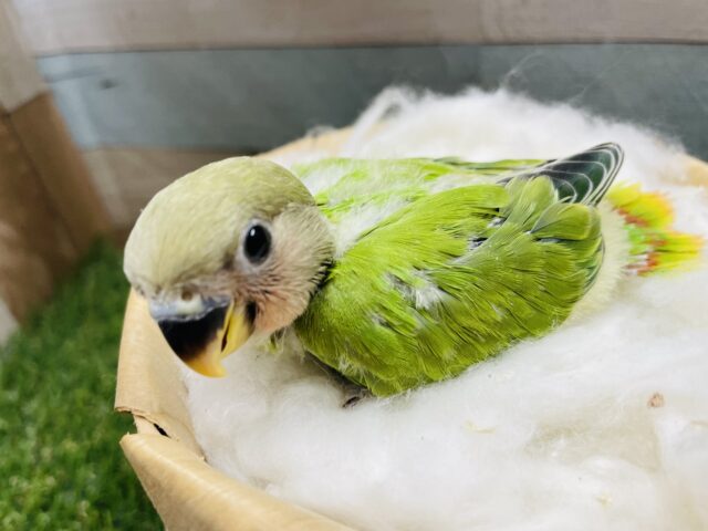 頭が赤くなるのが楽しみなコ♪コザクラインコのオパーリン！