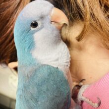 ニギコロもお話も出来るよ♩かわいいオキナちゃんです🐧💙