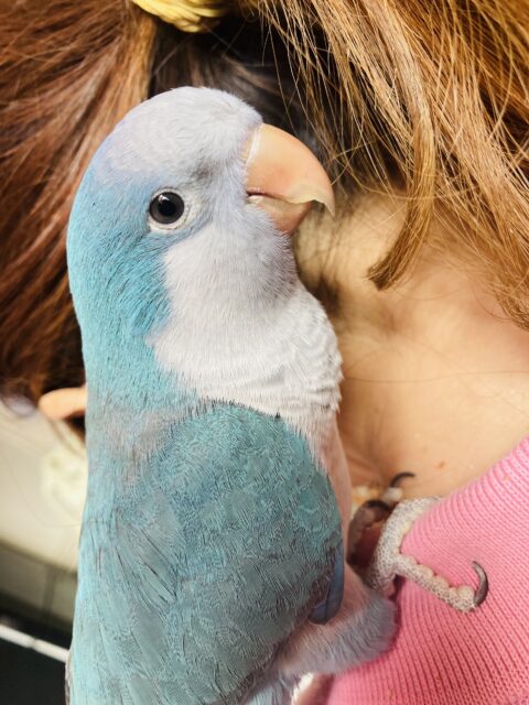 ニギコロもお話も出来るよ♩かわいいオキナちゃんです🐧💙