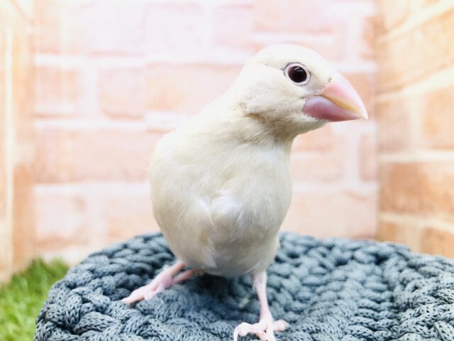 ちっちゃ〜いシナモン文鳥入舎　Ｒ５　２／１６撮影