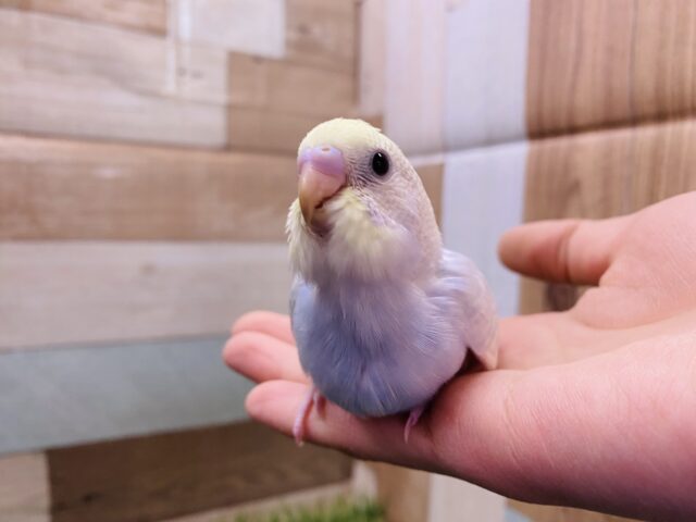最新画像有り！淡い色合いのひなひなっコ！セキセイインコのパステルレインボー！