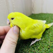 最新画像になりますよ‼️大きいヒヨコさん？黄色のジャンボさん‼️ ジャンボセキセイインコ　レースウィングイエロー