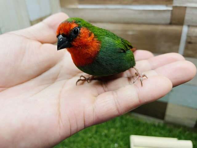 最新画像あります☆手に乗ってくれちゃうタイヨウくん☀️ヒノマルチョウ！