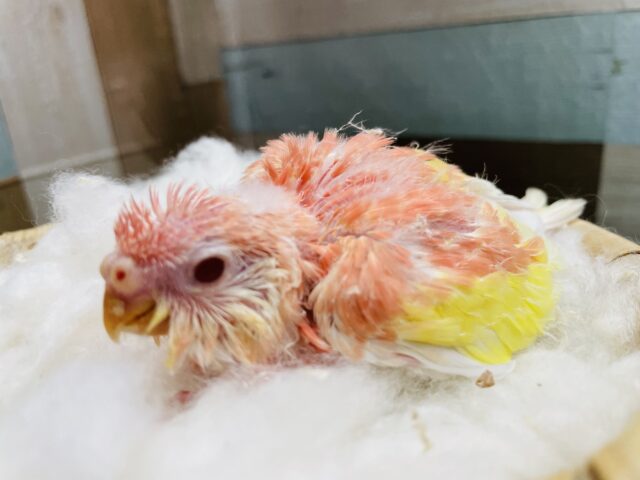 明るめピンクとイエローの鮮やかヒナさん☆アキクサインコのルビノー！