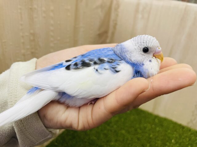 最新画像になりますよ❗️ほんのりブルーが可愛い💠模様少なめさん！　セキセイインコ　パイド