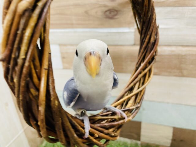 最新画像・動画有り☆濃いめブルーに白が入る可愛いコ！コザクラインコのバイオレットパイド！