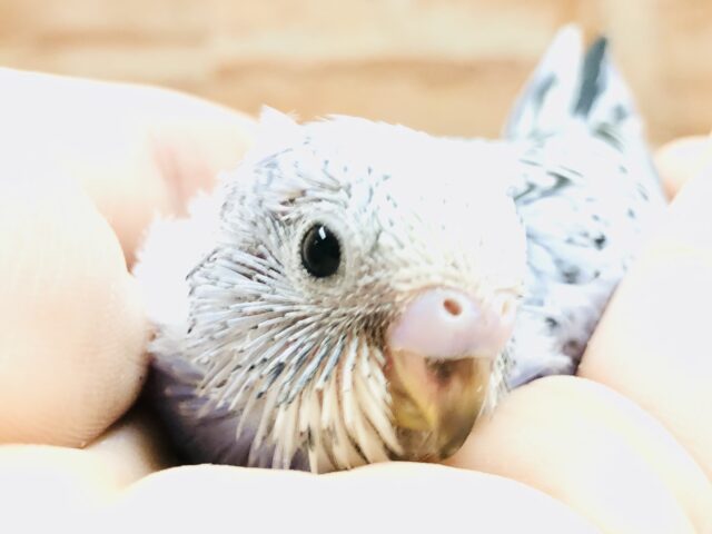 濃い〜カラーです　セキセイインコ　Ｒ５　２／１６