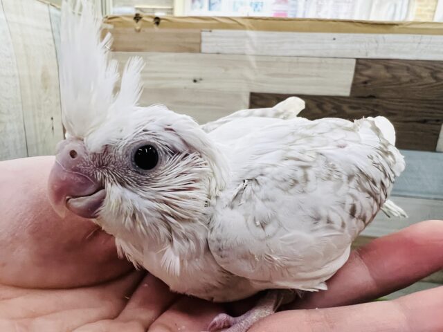 久しぶり‼︎WHシナモンパールパイドのオカメインコの雛入舎しました☆