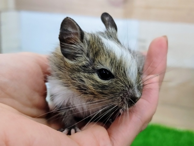 大人気のデグー❤パイドカラーのベビーさん入荷しました❤