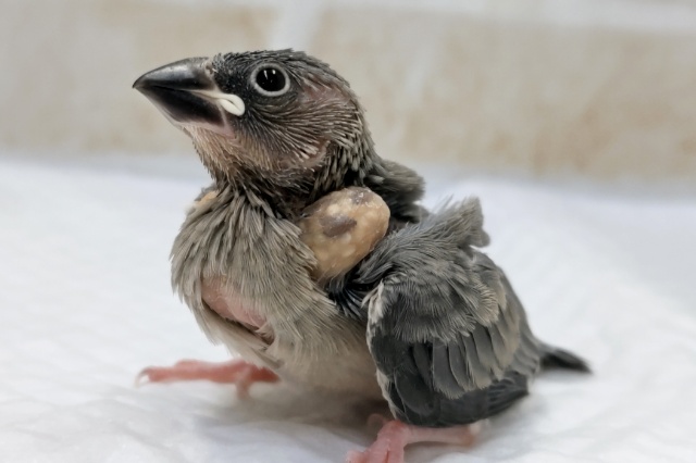今年産まれです～🐣　桜文鳥