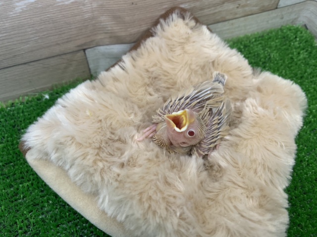 シナモン文鳥①ツルツルのヒナが入荷しました〜❤