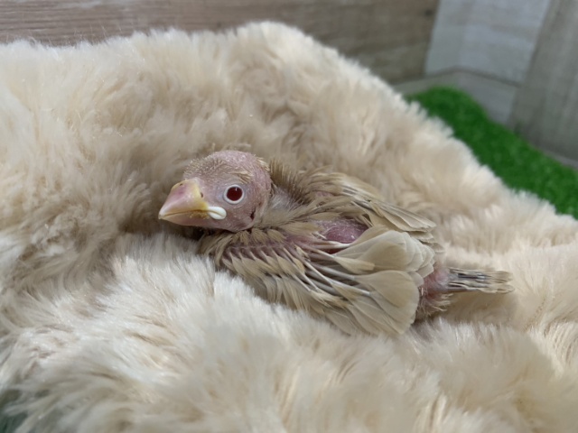 シナモン文鳥②将来楽しみ❤文鳥さんのヒナ入荷しました❤