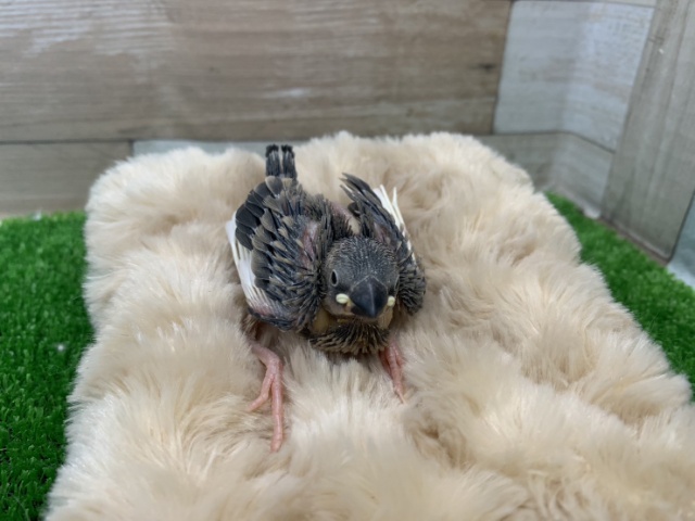 つるつるボディ❤桜文鳥のヒナ入荷しました〜❤