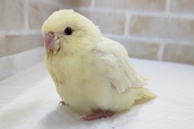 カスタードクリームみたい～✨　サザナミインコ(クリーム)