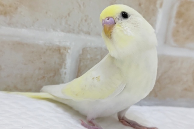 甘～い色合いが魅力的🥞　セキセイインコ(クリーム)
