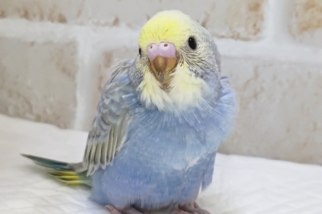 青系レインボー🌈　セキセイインコ(レインボー)