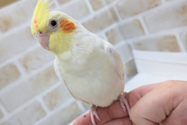 人気の白いオカメさん～🤍　オカメインコ(ルチノー)