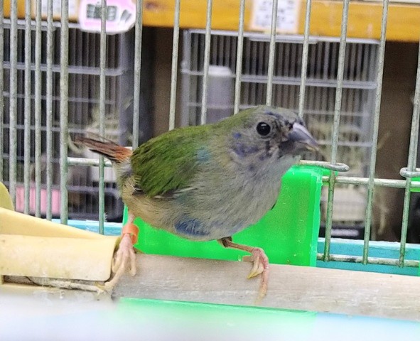 最新画像あり！美鳥に変身中！ チモールセイコウ鳥さん