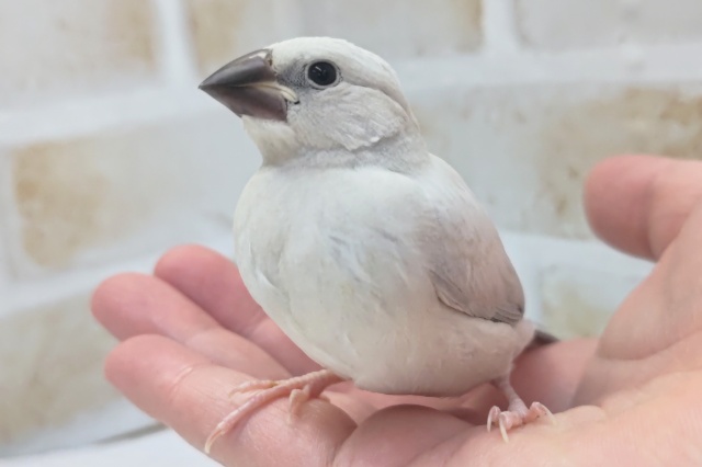 最新画像あり！　この色合いたまらない～💖　シルバー文鳥