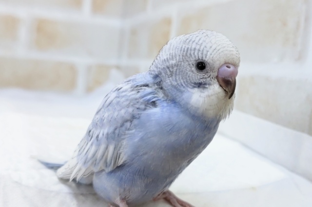 淡～いブルーと白いお顔🐥　セキセイインコ(ブルースパングル)