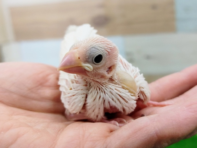 白文鳥さんのヒナ入荷しました❤