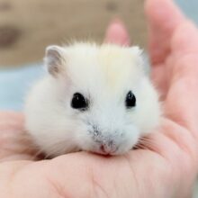 イエロープディングハムスターくん入荷しました❤