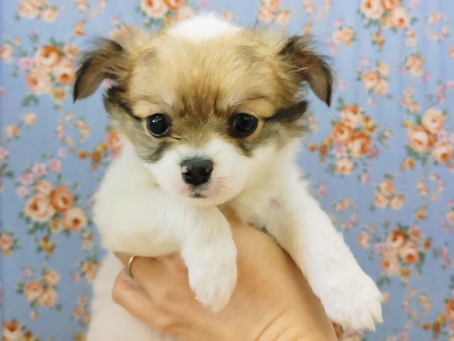 実は甘えるの大好き❤チワワの男の子入荷しました❤