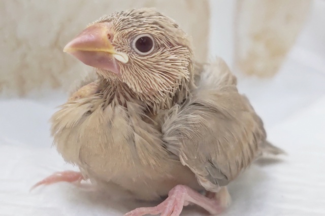 人気カラーにご注目~🐣 シナモン文鳥 人気カラーにご注目~🐣 シナモン文鳥