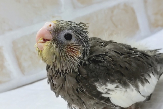 最新画像！成長楽しみ～オカメさん💗　オカメインコ(ノーマル)