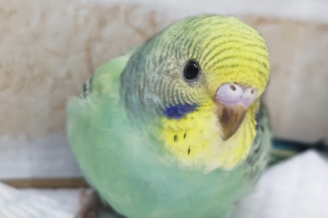 エメラルドの様な色合い～💚　セキセイインコ(レインボー)