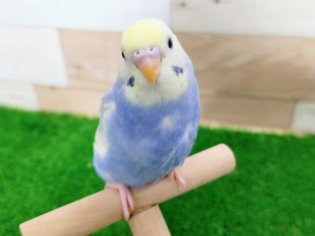 最新画像更新❤ほんわか綺麗♡セキセイインコ☆イエローフェイスパステルパイド