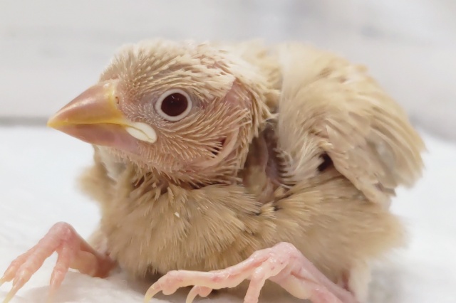 溢れるゴージャス感~🌹 シナモン文鳥 溢れるゴージャス感~🌹 シナモン文鳥