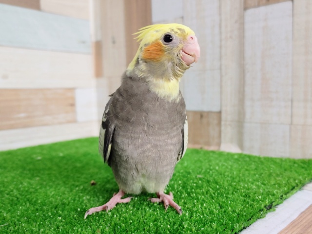 最新画像更新❤ほやほや♡オカメインコパイドの雛入舎ですー！！